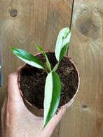 Philodendron florida beauty albo white wit variegata plant, Huis en Inrichting, Kamerplanten, Ophalen of Verzenden, Overige soorten