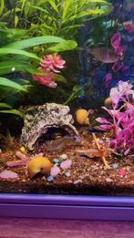 Mooie gele Appelslakken, Dieren en Toebehoren, Vissen | Aquariumvissen