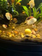 Appelslakken, Dieren en Toebehoren, Ophalen of Verzenden