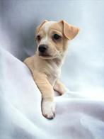 Bullhuahua puppy’s (chihuahua x Franse bulldog), Particulier, Meerdere, 8 tot 15 weken, Meerdere dieren