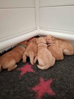 Labrador puppy blond foxred, Rabiës (hondsdolheid), 8 tot 15 weken, Labrador retriever, Meerdere