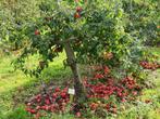 Wie heeft er nog gratis appels over?, Tuin en Terras, Overige soorten, Lente, 100 tot 250 cm, Ophalen