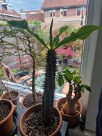 Euphorbia viguieri, Ophalen, Overige soorten, In pot, Minder dan 100 cm