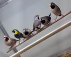 Spitsstaart amadines koppels, Meerdere dieren, Tropenvogel