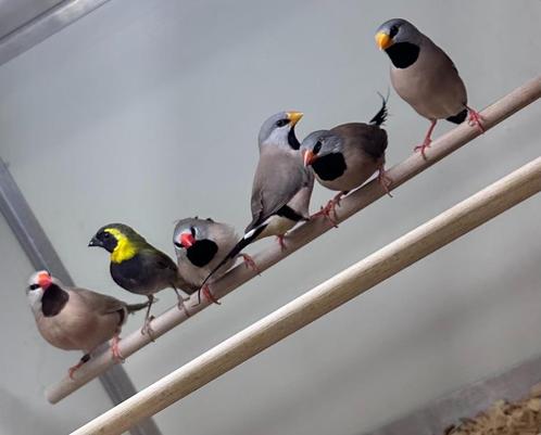 Spitsstaart amadines koppels, Dieren en Toebehoren, Vogels | Overige Vogels, Tropenvogel, Meerdere dieren