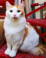 Zeer lieve aanhankelijke poes, gesterilis/chip/ingeent/3jr, Poes, Langharig, 3 tot 5 jaar