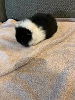 Ch Teddy zeugje, Dieren en Toebehoren, Cavia, Juli, Vrouwelijk, Tam