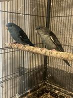 2 Catharina parkiet poppen, Vrouwelijk, Parkiet, Tam