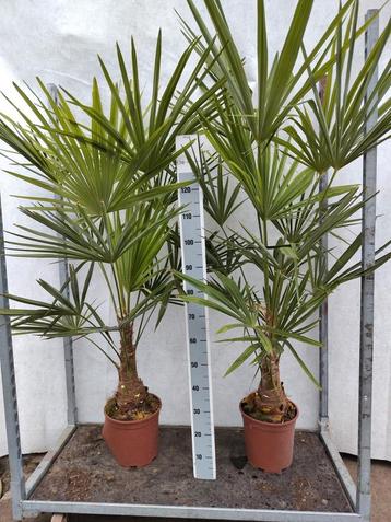 Trachycarpus fortunei Winterhard 1,80 m hoog beschikbaar voor biedingen