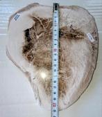 Bruin/wit schijf versteend hout Sumatra, Ophalen of Verzenden, Mineraal