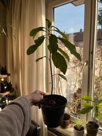 Avocado plant in pot, Fruitplant, In pot, Minder dan 100 cm, Groene kamerplant