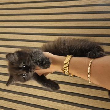 Nog 3 hele mooie Britse korthaar kittens  beschikbaar voor biedingen
