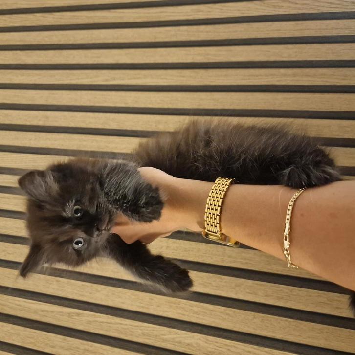 Nog 3 hele mooie Britse korthaar kittens, Dieren en Toebehoren, Katten en Kittens | Raskatten | Korthaar