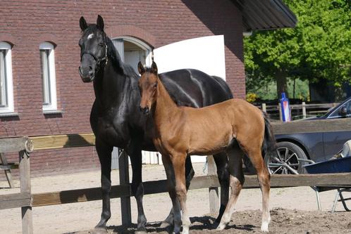 (Drachtige)Fokmerrie(Warrant) + Hengstveulen(Mindset VDL), Dieren en Toebehoren, Paarden, Merrie, 0 tot 2 jaar, Gechipt