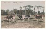 Koeien.  Veeteelt., Verzenden, Voor 1920, Overige thema's