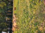 Te koop koppel konikspaarden, Dieren en Toebehoren, Paarden, Meerdere dieren, Gechipt, 0 tot 2 jaar