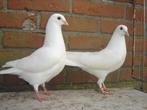 Witte .. Sierduifjes *
