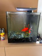 Aquarium + vissen, Dieren en Toebehoren, Ophalen, Zo goed als nieuw, Gevuld zoetwateraquarium