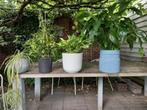 4 mooi verzorgde kamerplanten in pot vanaf €10,-, Huis en Inrichting, Kamerplanten, Ophalen, Overige soorten, Halfschaduw, In pot