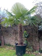 Trachycarpus Fortunei winterharde palmboom, Tuin en Terras, Planten | Bomen, Halfschaduw, Lente, 100 tot 250 cm, Palmboom