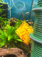 Orange sakura garnalen, Dieren en Toebehoren, Vissen | Aquariumvissen, Kreeft, Krab of Garnaal