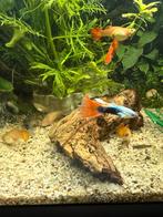 Jonge guppen en baby’s te koop, Dieren en Toebehoren, Vis