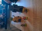Sponge bob deco, Ophalen, Plant(en), Steen of Hout