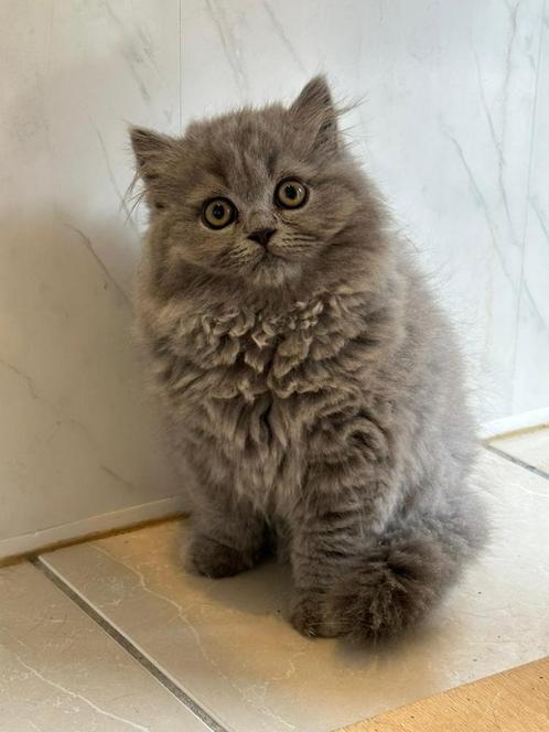 Britse langhaar kitten met stamboom, Dieren en Toebehoren, Katten en Kittens | Raskatten | Korthaar, Poes, 0 tot 2 jaar, Met stamboom