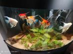 Maanvissen, Dieren en Toebehoren, Vissen | Aquariumvissen, Vis