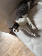 Boris ongecastreerde kater 3 jaar