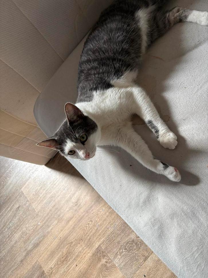 Boris ongecastreerde kater 3 jaar, Dieren en Toebehoren, Katten en Kittens | Dekkaters