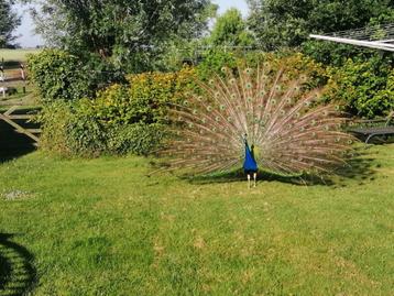 Mannetjes Blauw Pauw en 1 vrouwtjes en een kuiken beschikbaar voor biedingen
