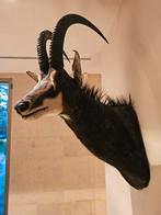 Opgezette Sable Antilope Kop, Ophalen of Verzenden, Gebruikt, Wild dier, Gewei of Kop