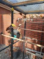 Kanaries poppen en mannen uit volière, Dieren en Toebehoren, Vogels | Kanaries, Meerdere dieren, Kleurkanarie