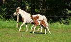 nmprs stermerrie, Merrie, A pony (tot 1.17m), 7 tot 10 jaar, Onbeleerd