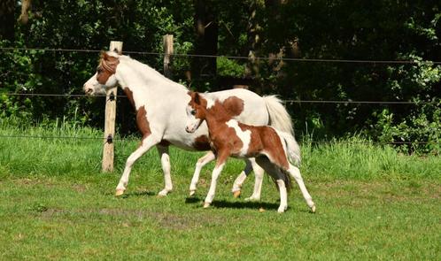 nmprs stermerrie, Dieren en Toebehoren, Pony's, Merrie, Onbeleerd, A pony (tot 1.17m), Recreatiepony, 7 tot 10 jaar, Met stamboom