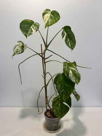 Monstera Variegata - CG beschikbaar voor biedingen