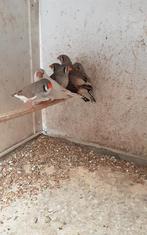 Zebravinken  2 spannetjes  en 5 popjes, Dieren en Toebehoren, Vrouwelijk, Tropenvogel