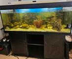 Groot Trofis Aquarium 150x49x64 – Compleet met vissen, Ophalen, Gebruikt, Gevuld zoetwateraquarium