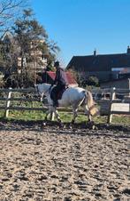 Super lieve veelzijdige E pony, Dieren en Toebehoren, Pony's, B, 11 jaar of ouder, Recreatiepony, Merrie