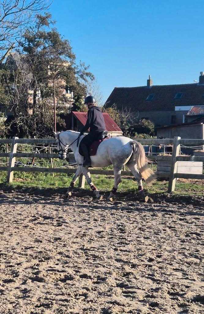 Super lieve veelzijdige E pony, Dieren en Toebehoren, Pony's, Merrie, B, E pony (1.48m - 1.57m), Recreatiepony, 11 jaar of ouder