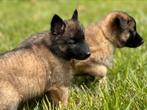 Prachtige lieve Tervuerense Herder pups met stamboom, CDV (hondenziekte), Meerdere, 8 tot 15 weken, Meerdere dieren