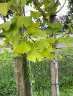 Ginkgo biloba aanbieding div maten va €75,00, Zomer, Volle zon, In pot, Overige soorten