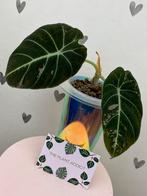 Alocasia Black Velvet Pink Variegata, Huis en Inrichting, Kamerplanten, Ophalen of Verzenden, Overige soorten, Minder dan 100 cm