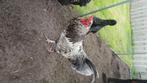 Aracauna hanen, Dieren en Toebehoren, Mannelijk, Kip