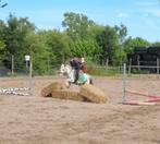 Verzorgpony gezocht, Diensten en Vakmensen, Dieren | Paarden | Verzorging, Oppas en Les, Ruiter of Bijrijder