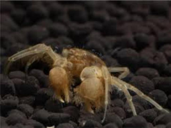 Onderwater Krab "Microspider" - Limnopilos naiyanetri, Dieren en Toebehoren, Vissen | Aquariumvissen, Zoetwatervis, Kreeft, Krab of Garnaal