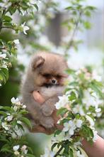 Pomeriaan puppy pomeranian pup reutje fci stamboom, Dieren en Toebehoren, Keeshond, 8 tot 15 weken, Meerdere, Meerdere dieren