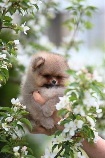 Pomeriaan puppy pomeranian pup reutje fci stamboom beschikbaar voor biedingen