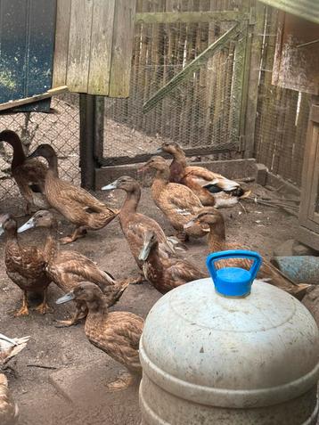 Khaki Campbell legeenden beschikbaar voor biedingen